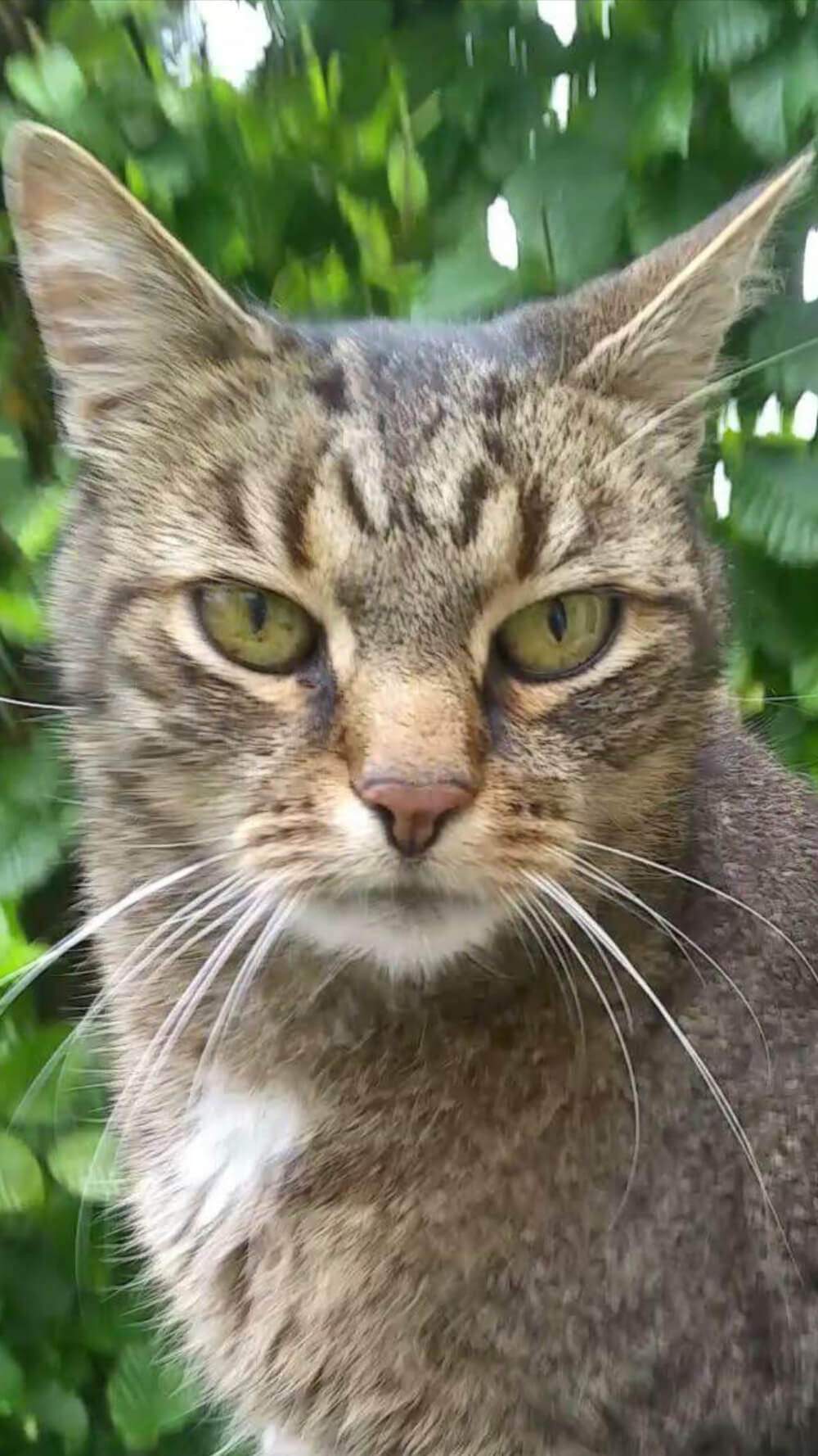 Eine wirklich schöne Katze